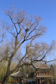 公园风景 