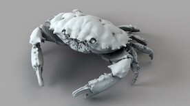  C4D模型  大闸蟹 