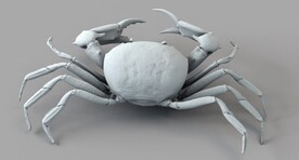  C4D模型  大闸蟹