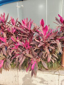 朱蕉