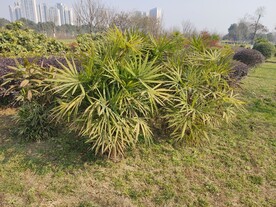 棕竹
