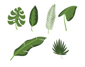 热带植物叶片