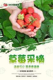 草莓采摘