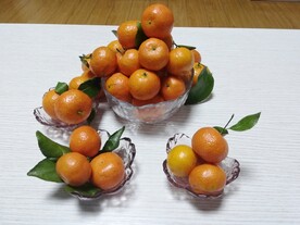 沙糖桔