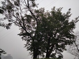 薄雾与树
