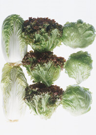 生菜