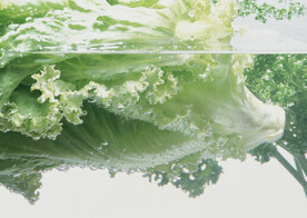 生菜