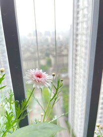 花朵 玛格丽特 菊花 小清新 