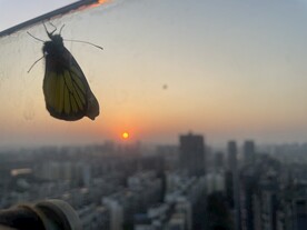 蝴蝶与夕阳