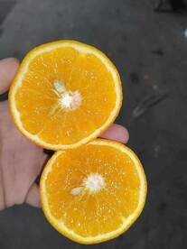 沃柑 春见 丑柑 粑粑柑 切开