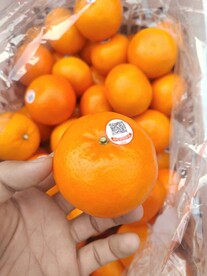 沃柑 春见 丑柑 粑粑柑 
