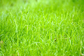 草地草坪图片