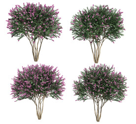 乔木 树木 花树