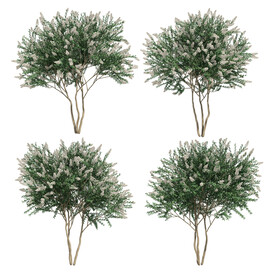 乔木 树木 花树