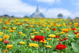 百日菊