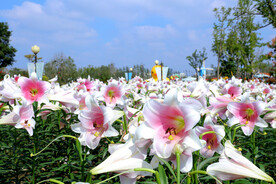 百合花