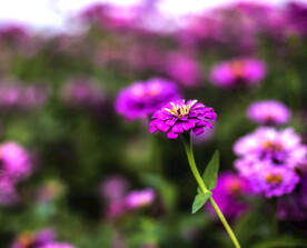 花卉