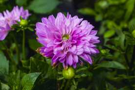 大丽花