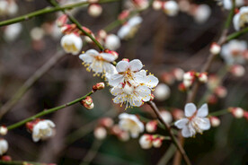 梅花