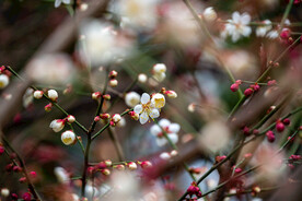 梅花