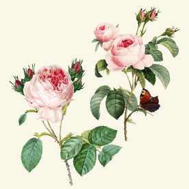 手绘玫瑰花矢量素材