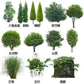 地被开花植物图片