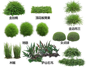 地被开花植物图片