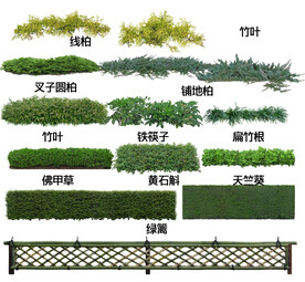 地被开花植物图片