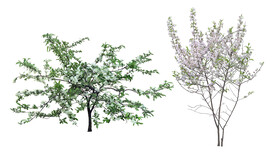 苹果树  乔木 树木 花树图片