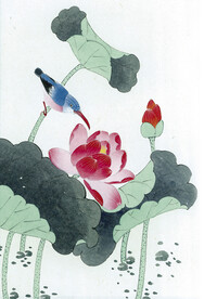 荷花