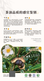 山茶油 
