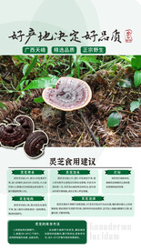 灵芝妙用