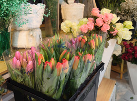 郁金香花束