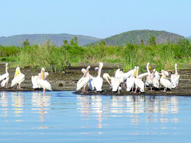 春江水暖鸭先知