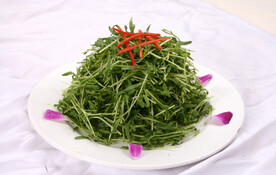 凉拌松柳芽