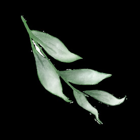 水彩植物