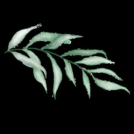 水彩植物