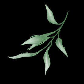 水彩植物