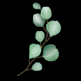 水彩植物