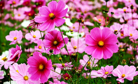 格桑花开