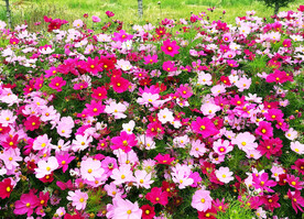 格桑花开