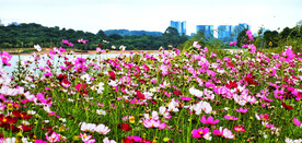 格桑花开