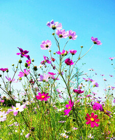 格桑花开