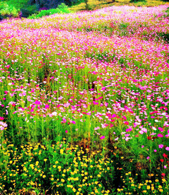 格桑花开