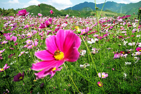 格桑花开