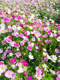格桑花开