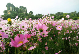 格桑花开