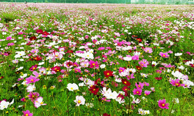 格桑花开