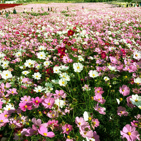 格桑花开