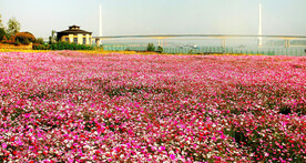 格桑花开